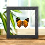 Minibeast Blomfild's Beauty Butterfly In Clear Glass Frame (Smyrna blomfildia)