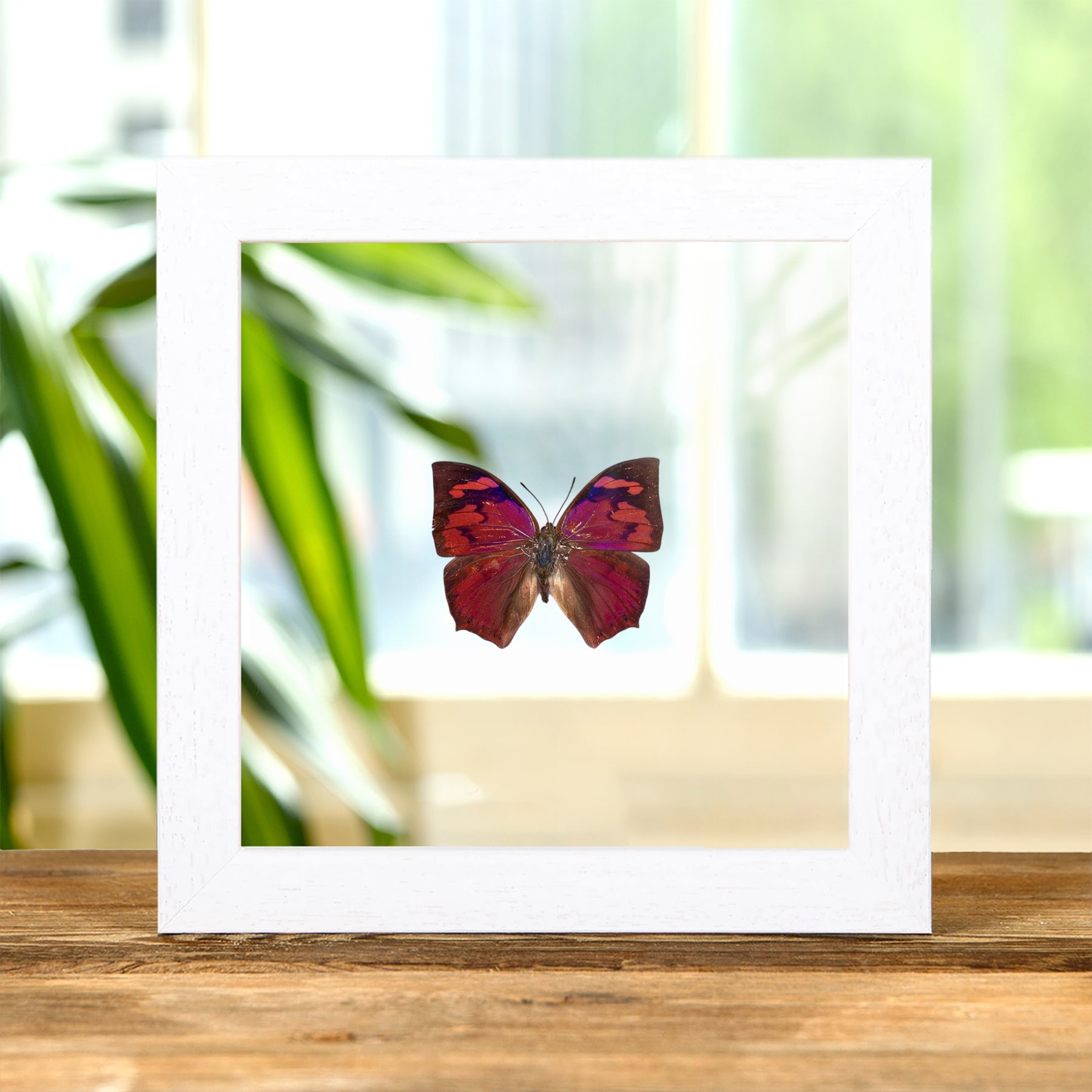 Leaf-wing Butterfly In Clear Glass Frame (Anaea riphea)