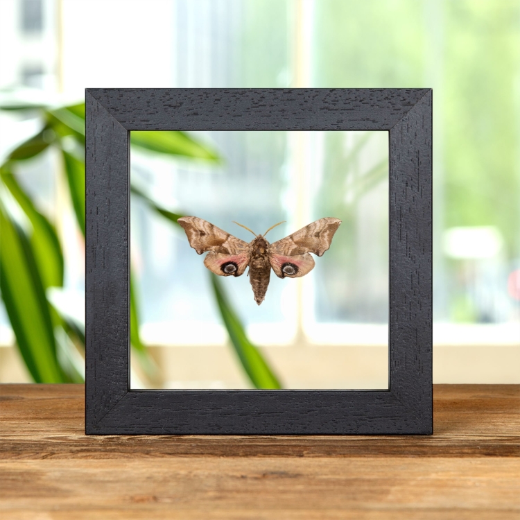 Eyed Hawk-moth In Clear Glass Frame (Smerinthus ocellatus)