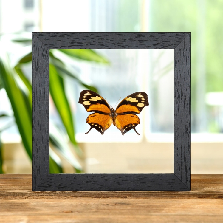 The Tiger Leaf-wing Butterfly In Clear Glass Frame (Anaea fabius divisus) The Tiger Leaf-wing Butterfly In Clear Glass Frame (Anaea fabius divisus)