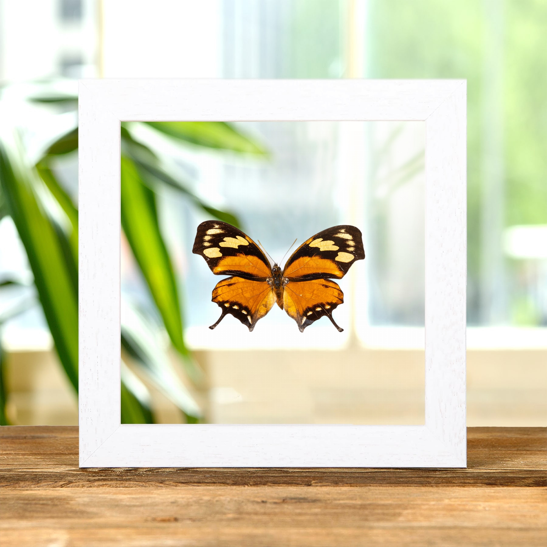 The Tiger Leaf-wing Butterfly In Clear Glass Frame (Anaea fabius divisus)