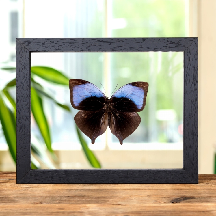 The Koh-i-Noor Butterfly In Clear Glass Frame (Amathuxidia amythaon)