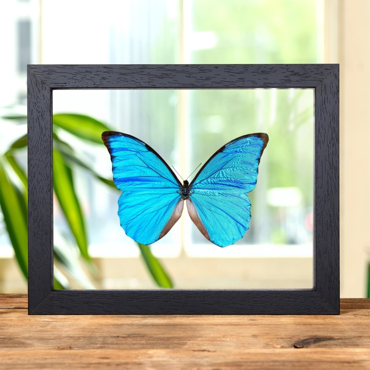 Anaxibia Morpho Butterfly In Clear Glass Frame (Morpho anaxibia)