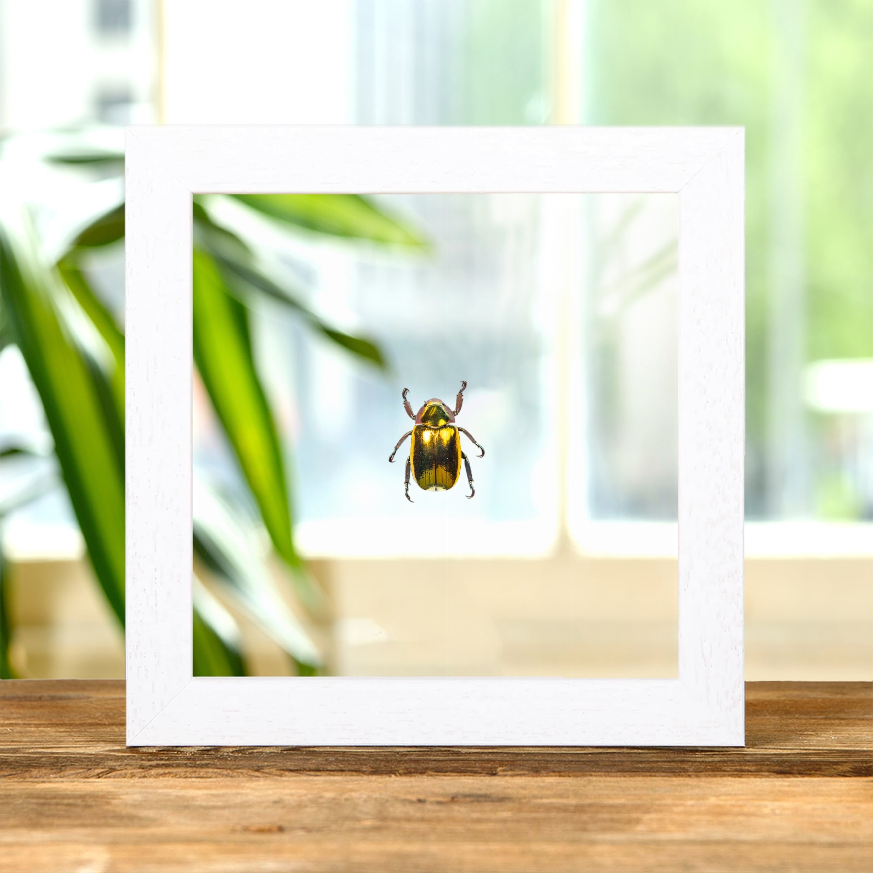 Large Golden Scarab Beetle In Clear Glass Frame (Chrysina aurigans) Large Golden Scarab Beetle In Clear Glass Frame (Chrysina aurigans)
