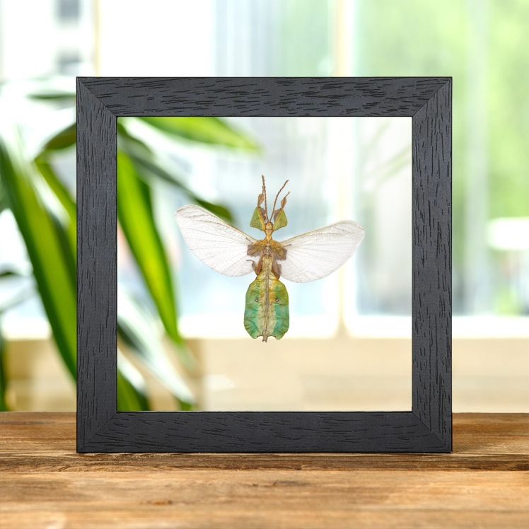 Female Gray's Leaf Insect with Wings Spread In Clear Glass Frame (Phyllium bioculatum)