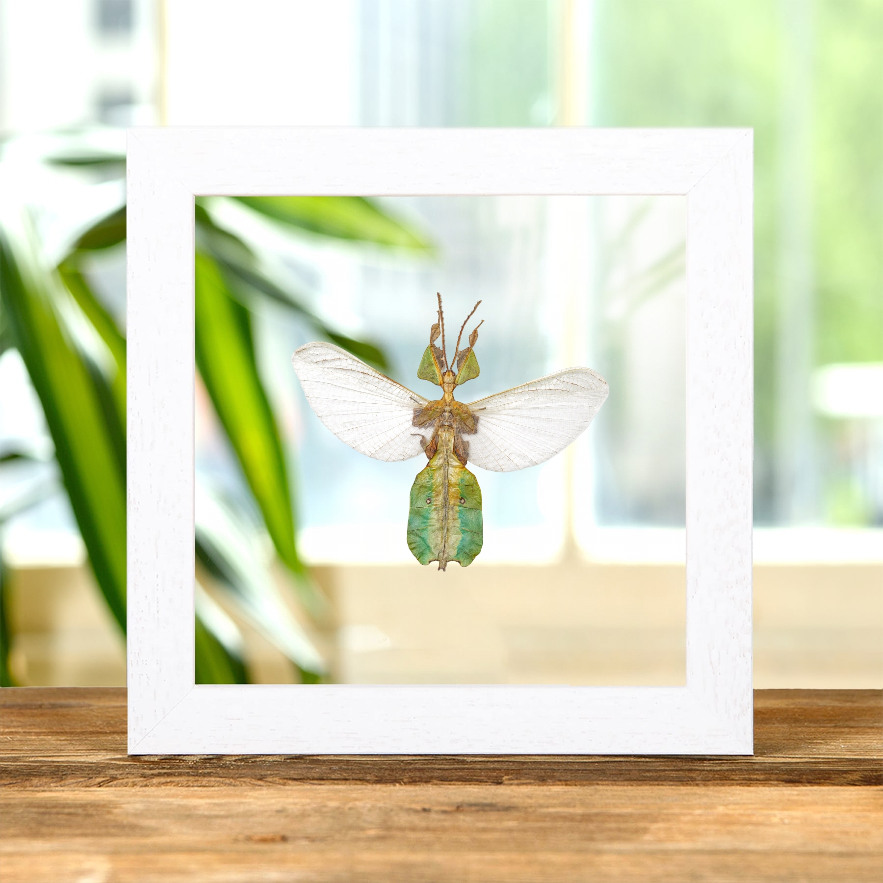 Female Gray's Leaf Insect with Wings Spread In Clear Glass Frame (Phyllium bioculatum)