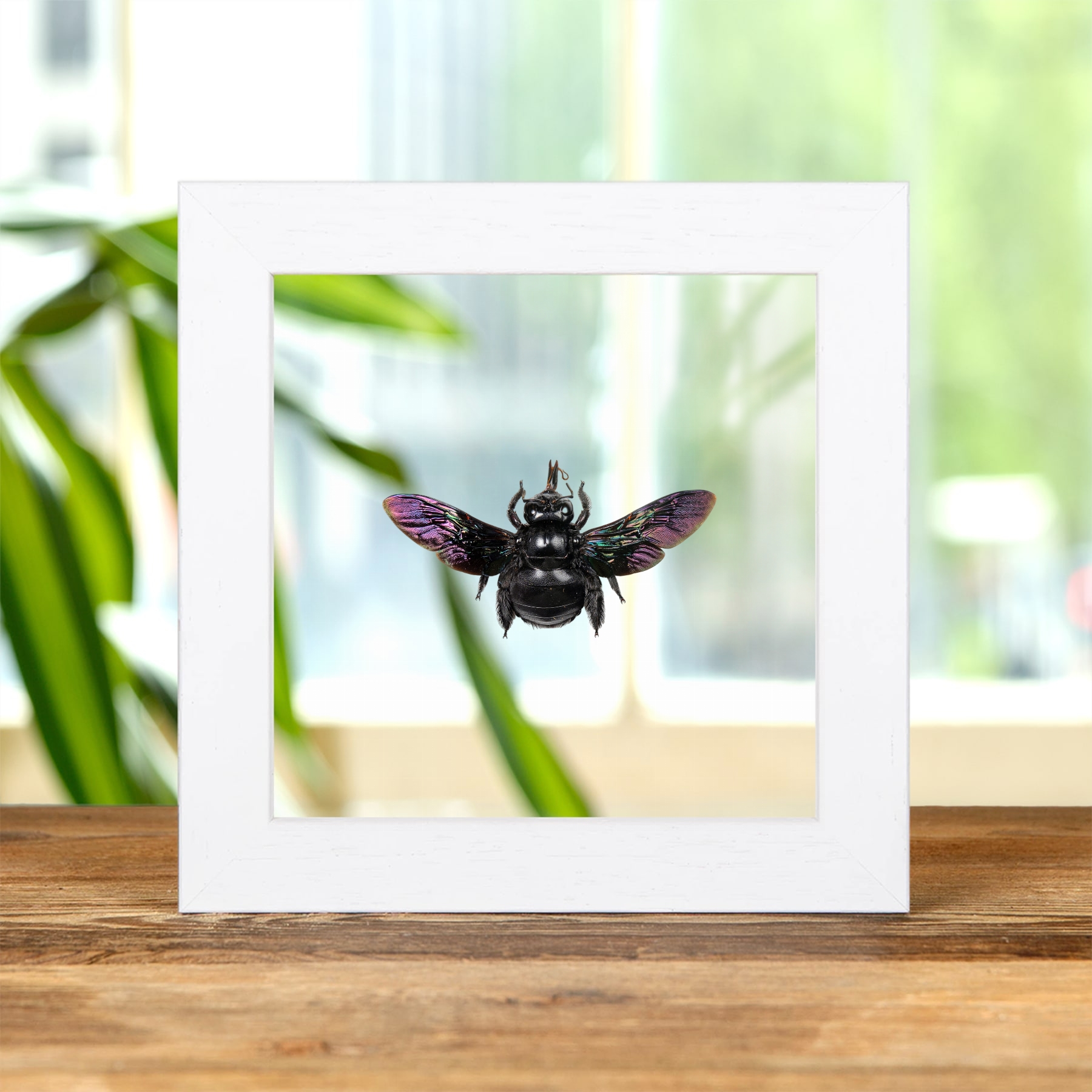 Broad-handed Carpenter Bee In Clear Glass Frame (Xylocopa latipes)