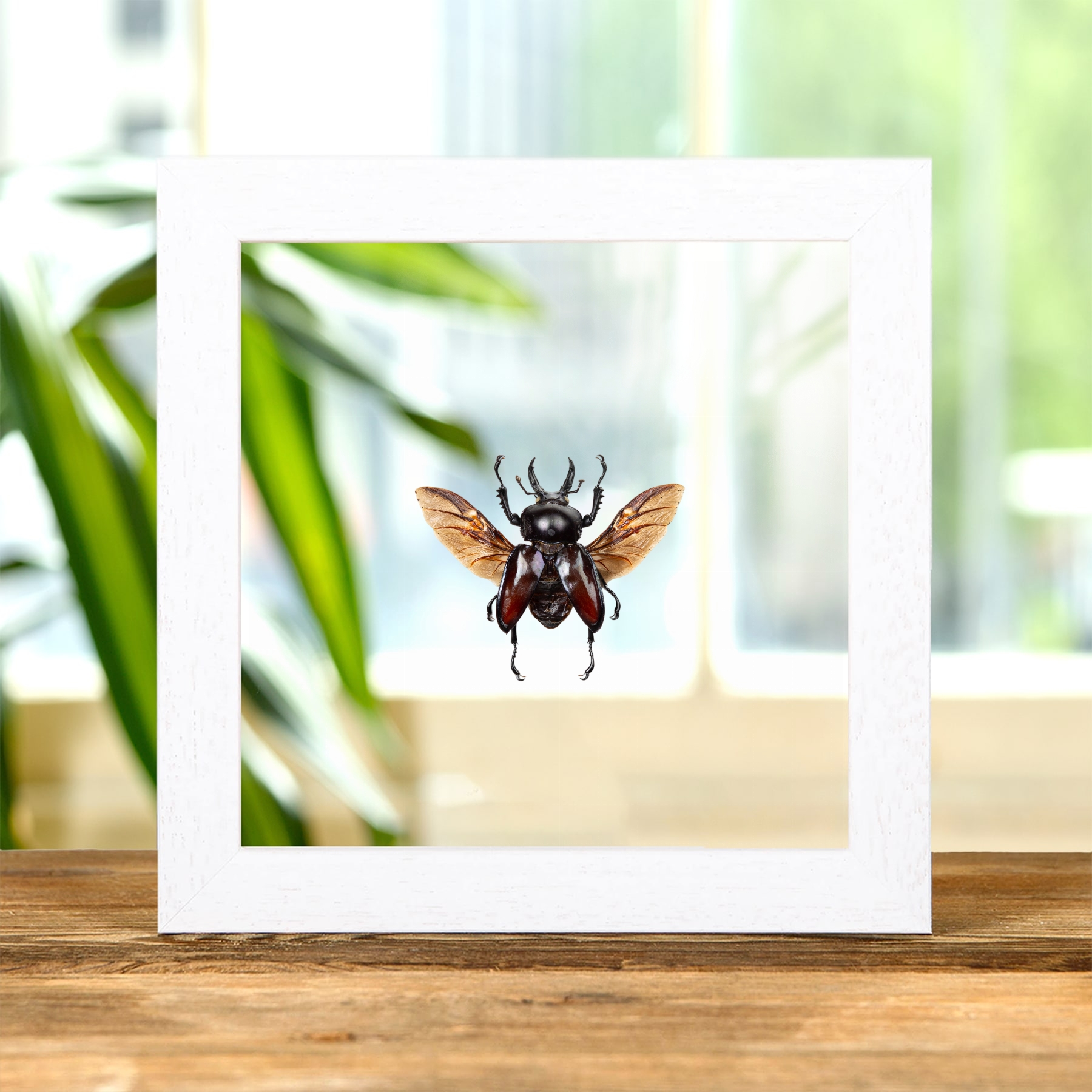 Rainbow Stag Beetle Purple-form, 43-50mm In Clear Glass Frame (Phalacrognathus muelleri)