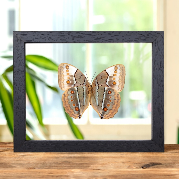 The Jungle Queen Ventral Side Butterfly In Clear Glass Frame (Stichophthalma louisa)