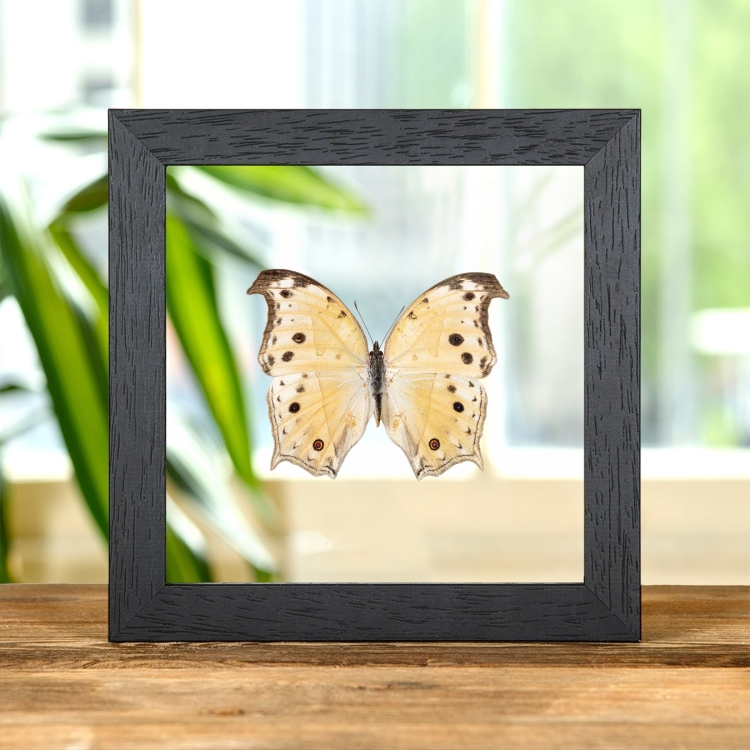 Forest Mother-Of-Pearl Yellow-form Butterfly In Clear Glass Frame (Salamis parhassus)