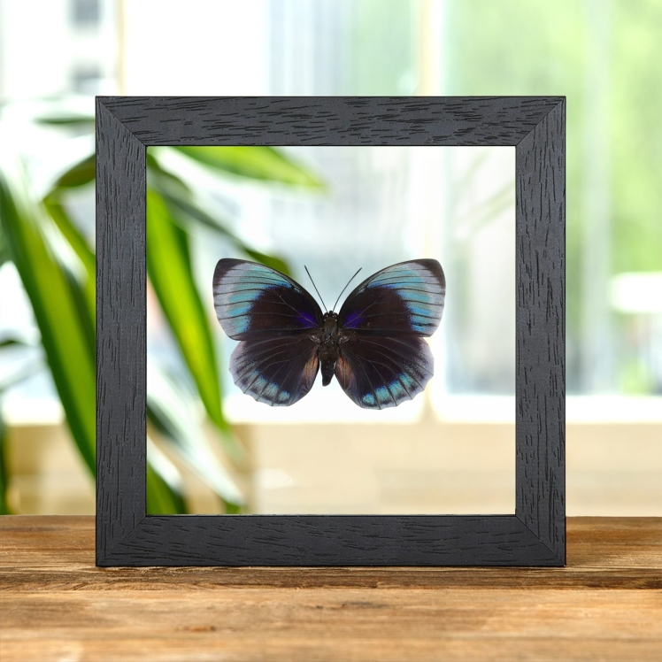 Female Agrias Butterfly In Clear Glass Frame (Agrias beata beatifica) Female Agrias Butterfly In Clear Glass Frame (Agrias beata beatifica)