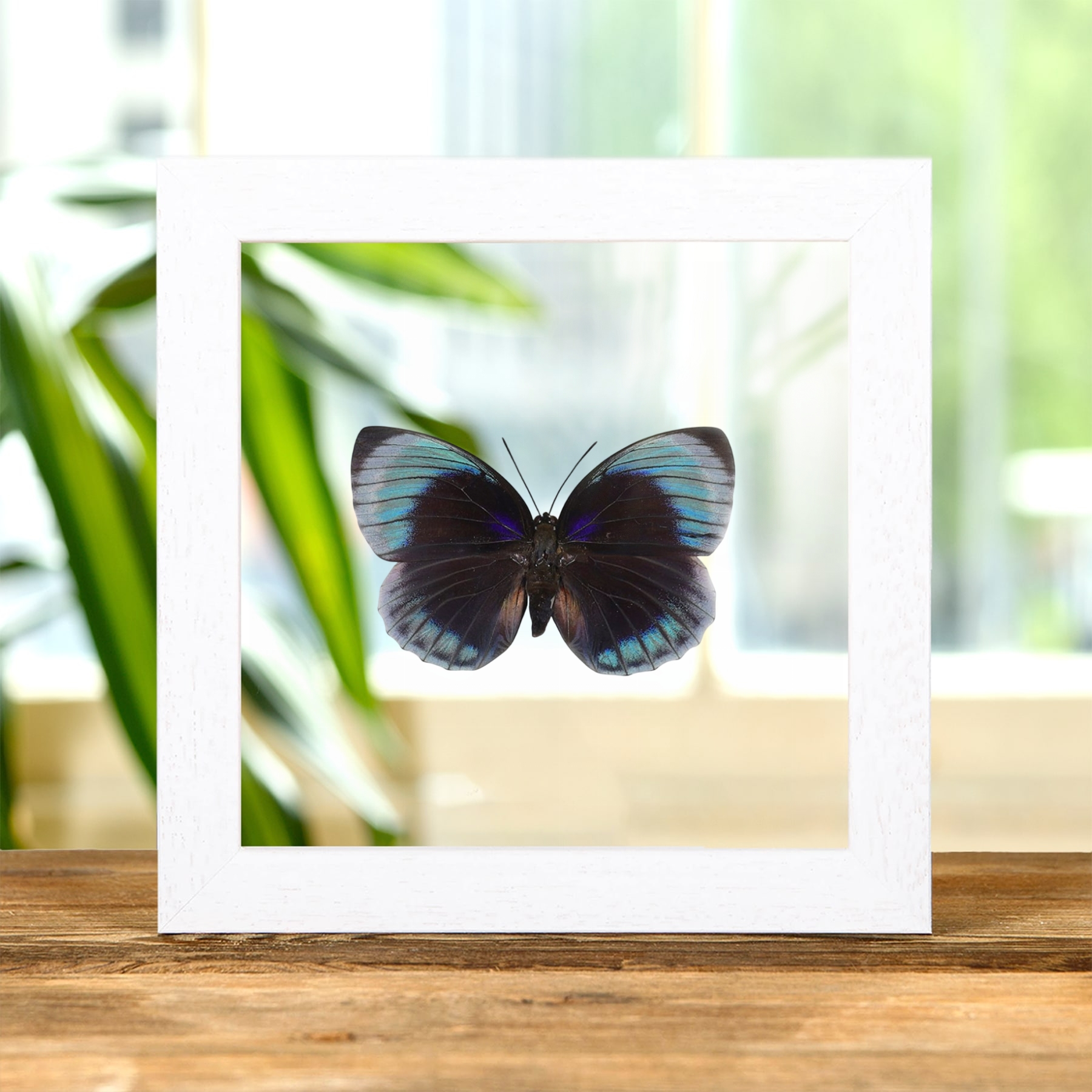 Female Agrias Butterfly In Clear Glass Frame (Agrias beata beatifica)