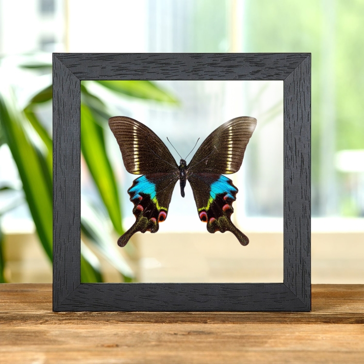 Krishna Peacock Butterfly In Clear Glass Frame (Papilio krishna thawgawa)
