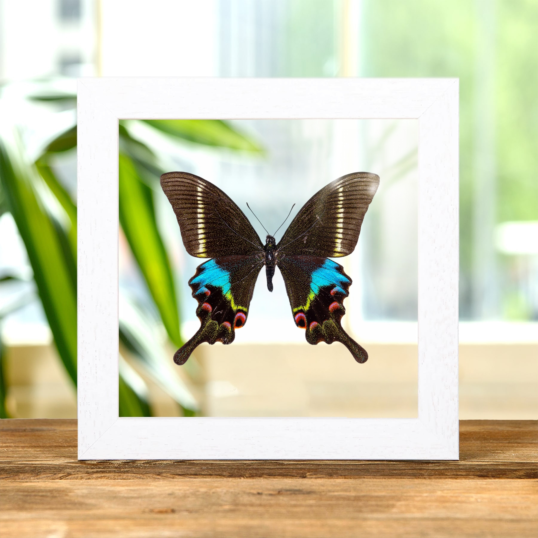 Krishna Peacock Butterfly In Clear Glass Frame (Papilio krishna thawgawa) Krishna Peacock Butterfly In Clear Glass Frame (Papilio krishna thawgawa)