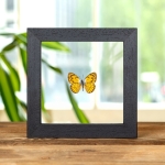 Minibeast African Golden Arab Butterfly In Clear Glass Frame (Colotis aurigineus)