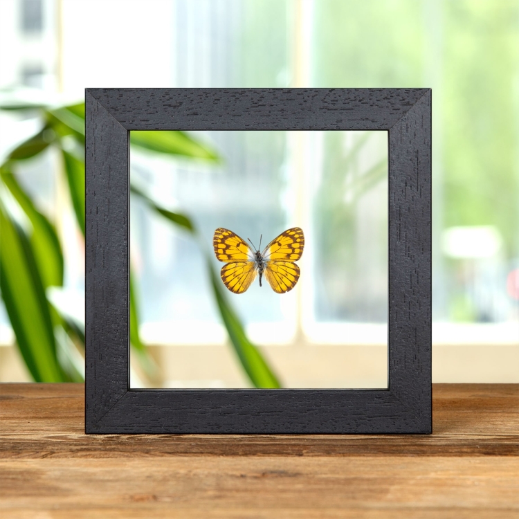 African Golden Arab Butterfly In Clear Glass Frame (Colotis aurigineus)