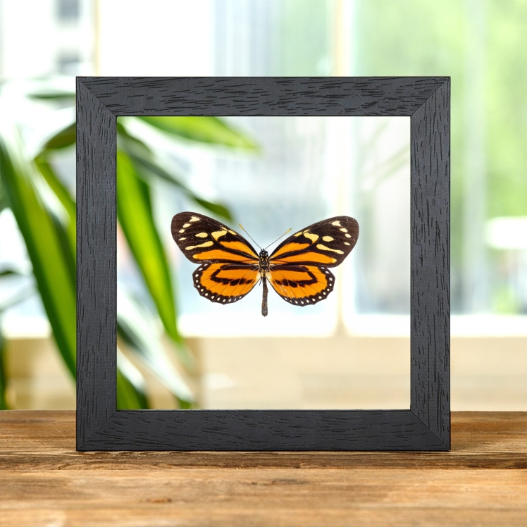 Tropical Milkweed Butterfly In Clear Glass Frame (Lycorea halia)