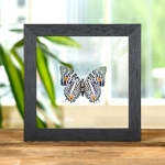 Minibeast The Amazon Beauty Butterfly In Clear Glass Frame (Baeotus amazonicus)