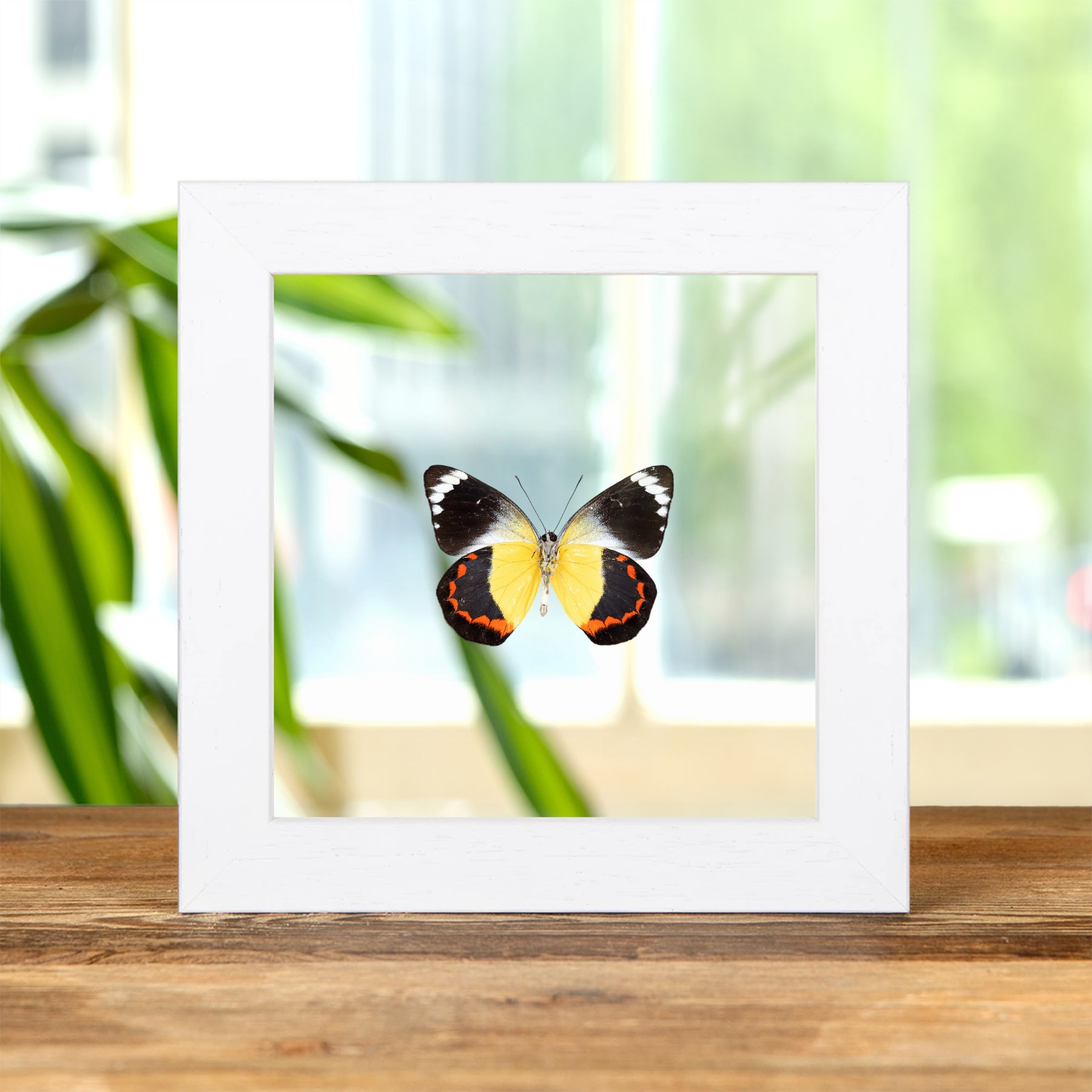 Delias Butterfly Ventral Side In Clear Glass Frame (Delias timorensis)