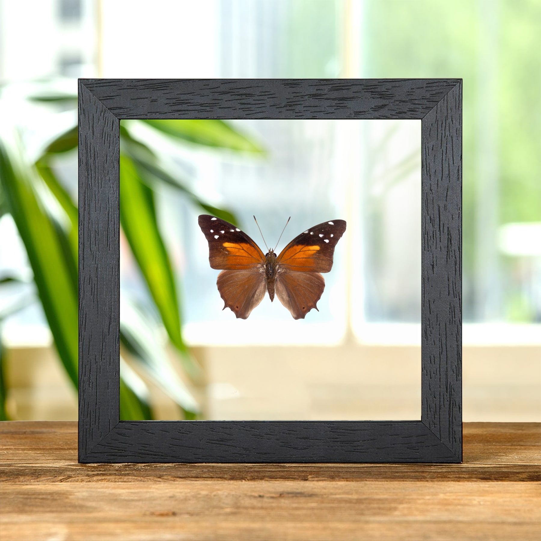 Minibeast The Tailed Cecropian Butterfly In Clear Glass Frame (Historis acheronta)