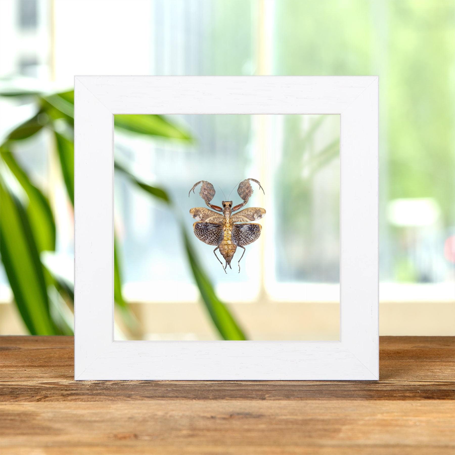Boxer Praying Mantis In Clear Glass Frame (Astyliasula major)