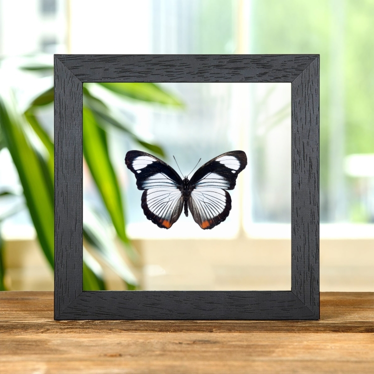 Red Spot Diadem Butterfly In Clear Glass Frame (Hypolimnas usambara)