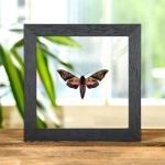 Minibeast Rare Elwes' Pink & Green Hawk Moth In Clear Glass Frame (Anambulyx elwesi)