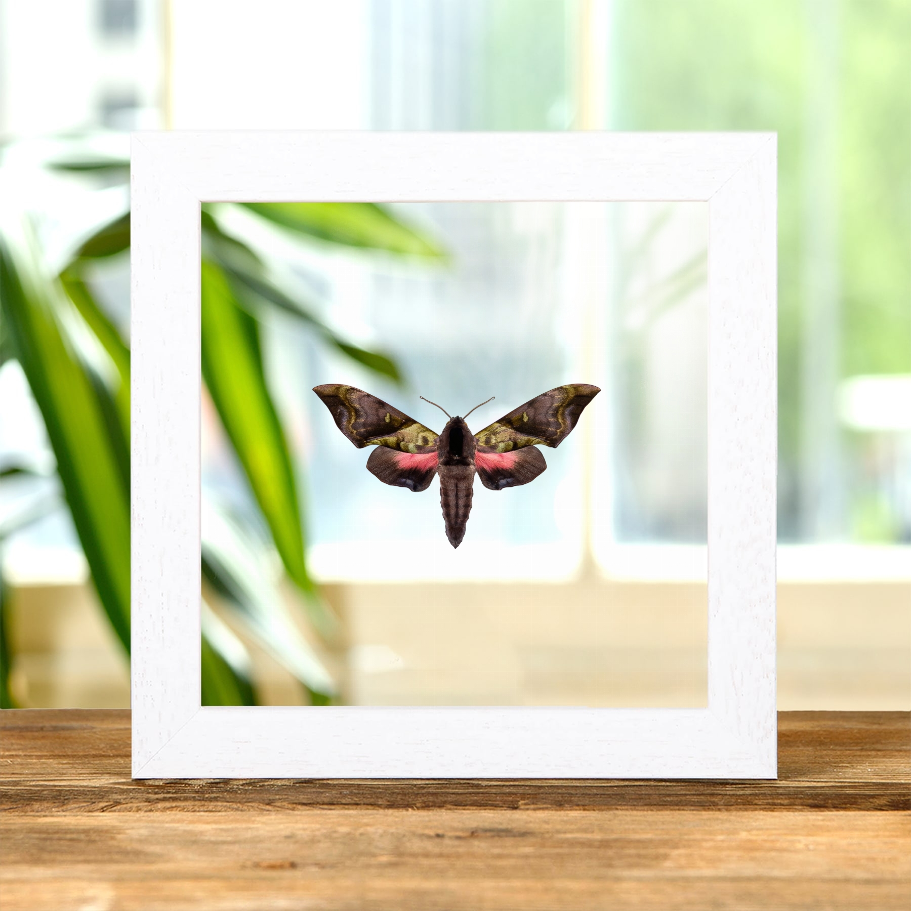 Rare Elwes' Pink & Green Hawk Moth In Clear Glass Frame (Anambulyx elwesi)