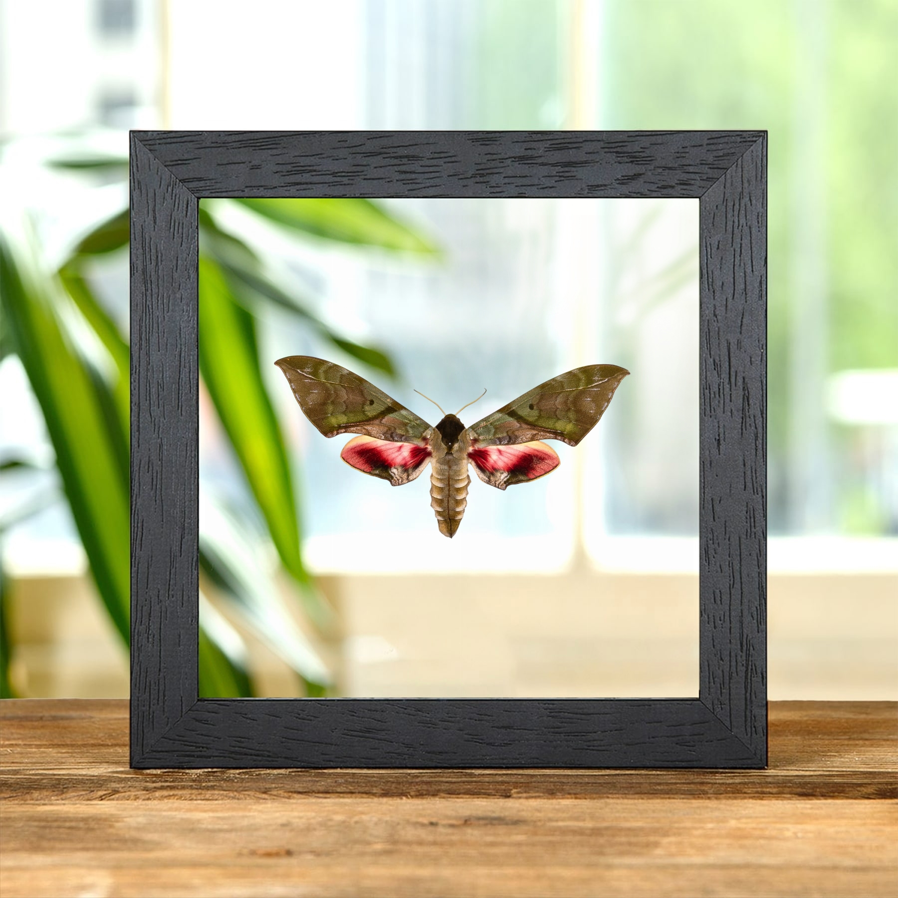 Large Pink & Green Hawk Moth In Clear Glass Frame (Callambulyx rubricosa) Minibeast Large Pink & Green Hawk Moth In Clear Glass Frame (Callambulyx rubricosa)