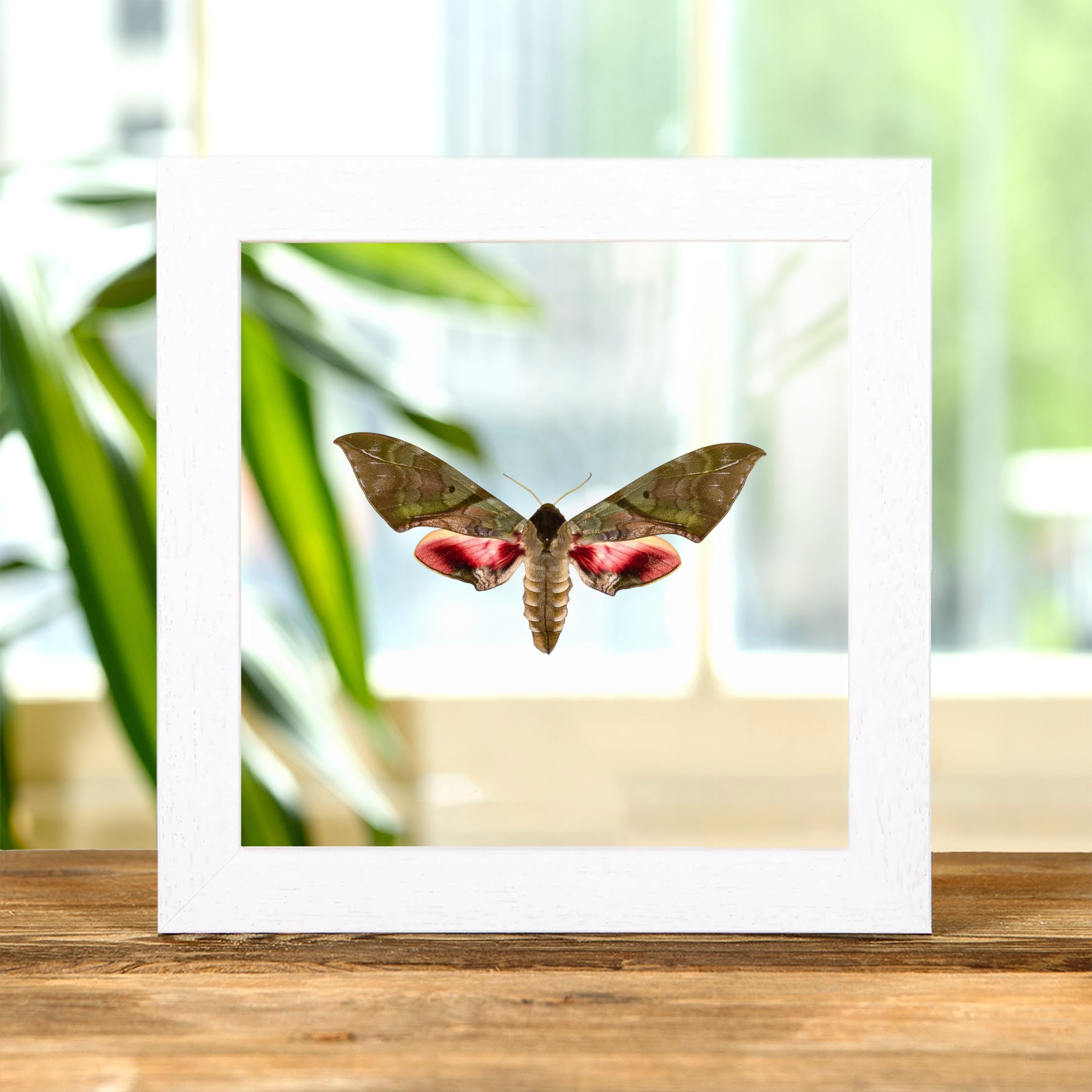 Large Pink & Green Hawk Moth In Clear Glass Frame (Callambulyx rubricosa) Minibeast Large Pink & Green Hawk Moth In Clear Glass Frame (Callambulyx rubricosa)
