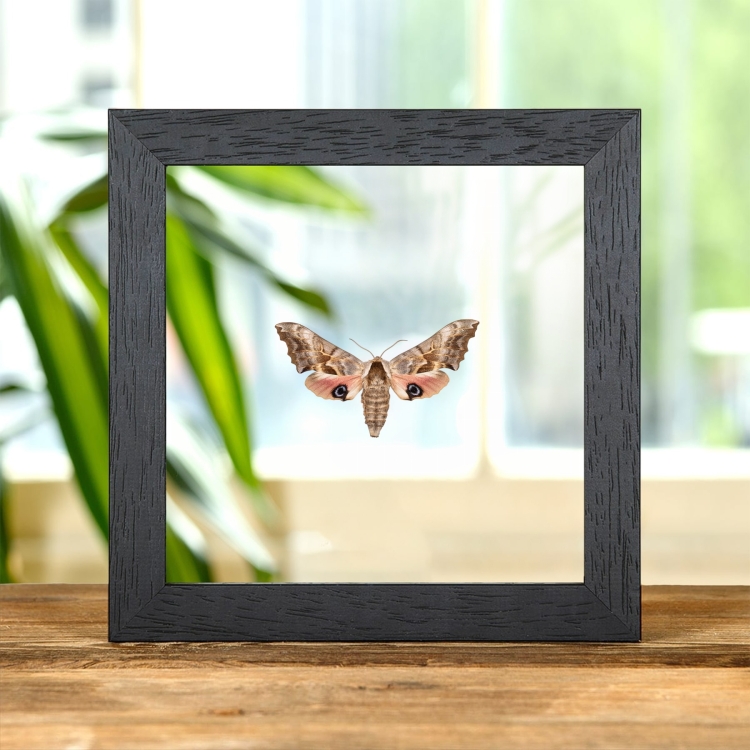 One-eyed Sphinx Moth In Clear Glass Frame (Smerinthus cerisyi)