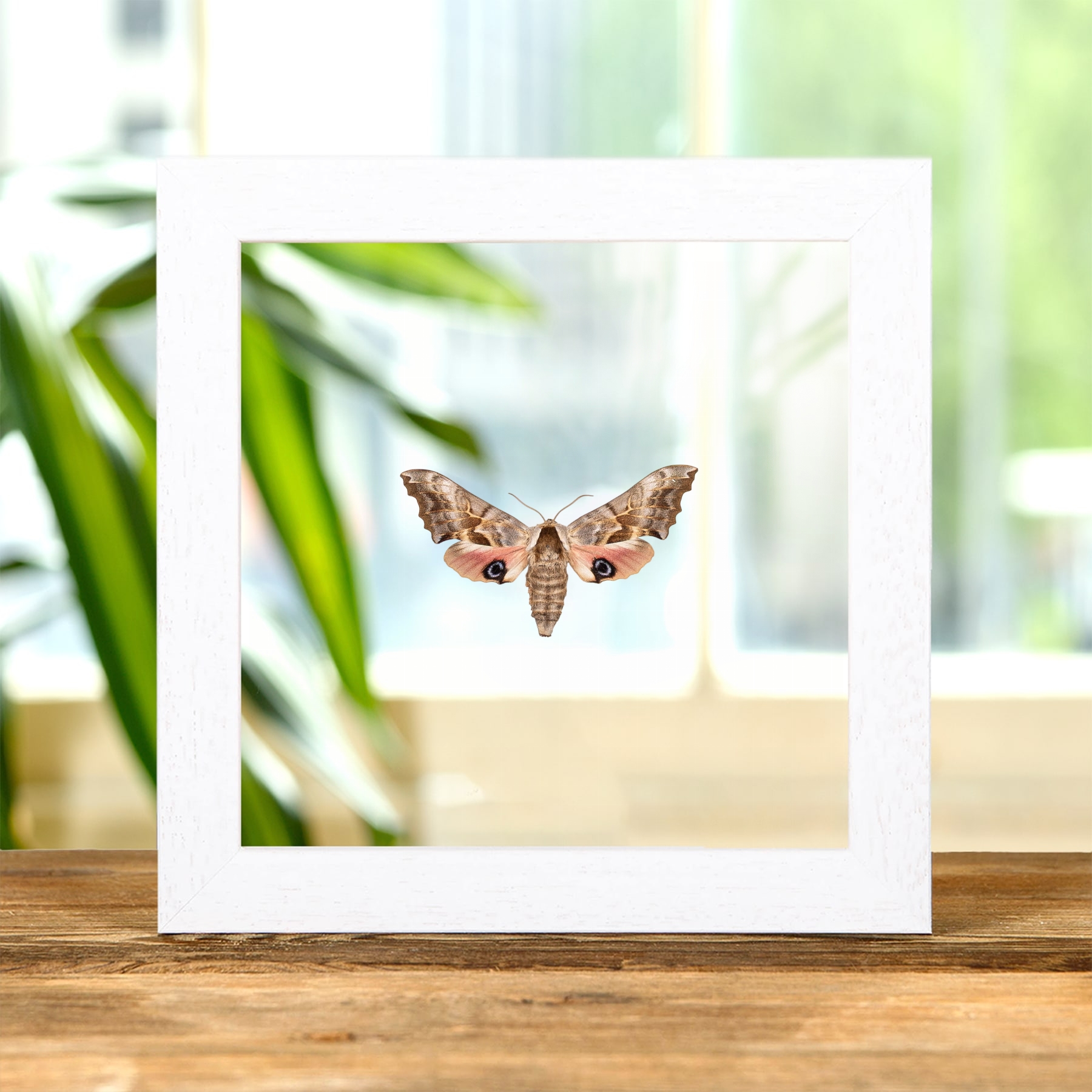 Minibeast One-eyed Sphinx Moth In Clear Glass Frame (Smerinthus cerisyi)