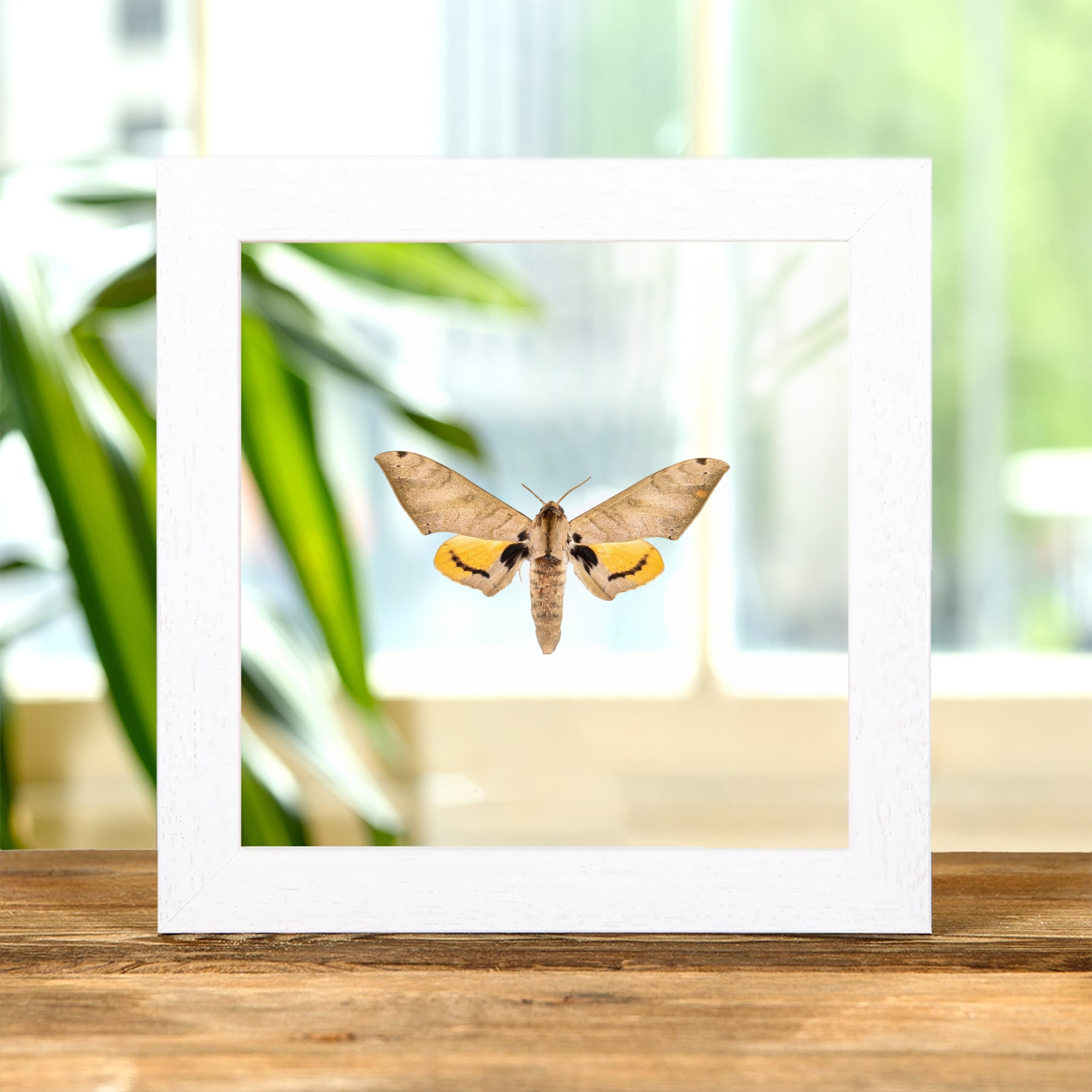 Pseudoclanis occidentalis Moth In Clear Glass Frame from Africa