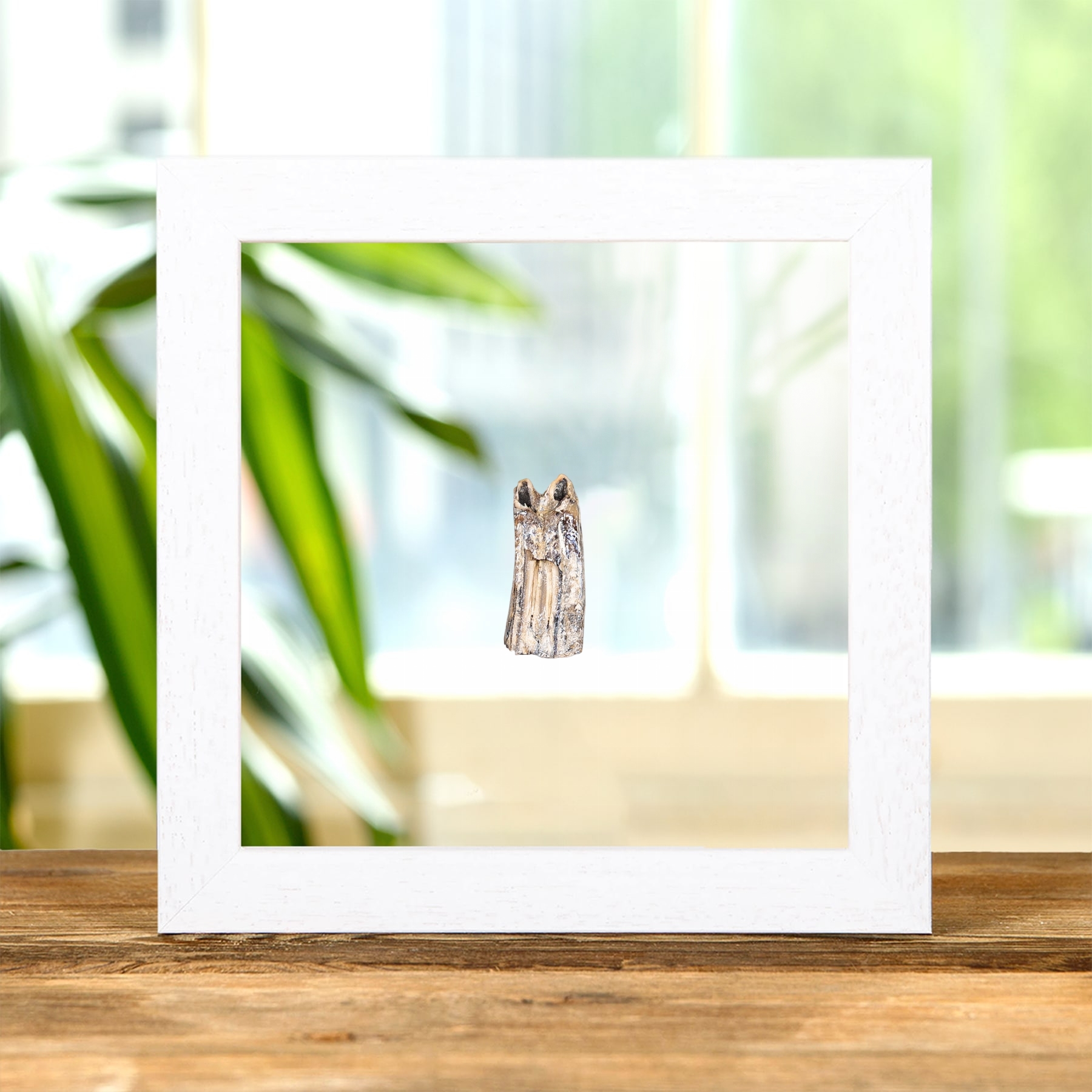 White Horse Tooth Fossil In Clear Glass Frame (Equus sp)