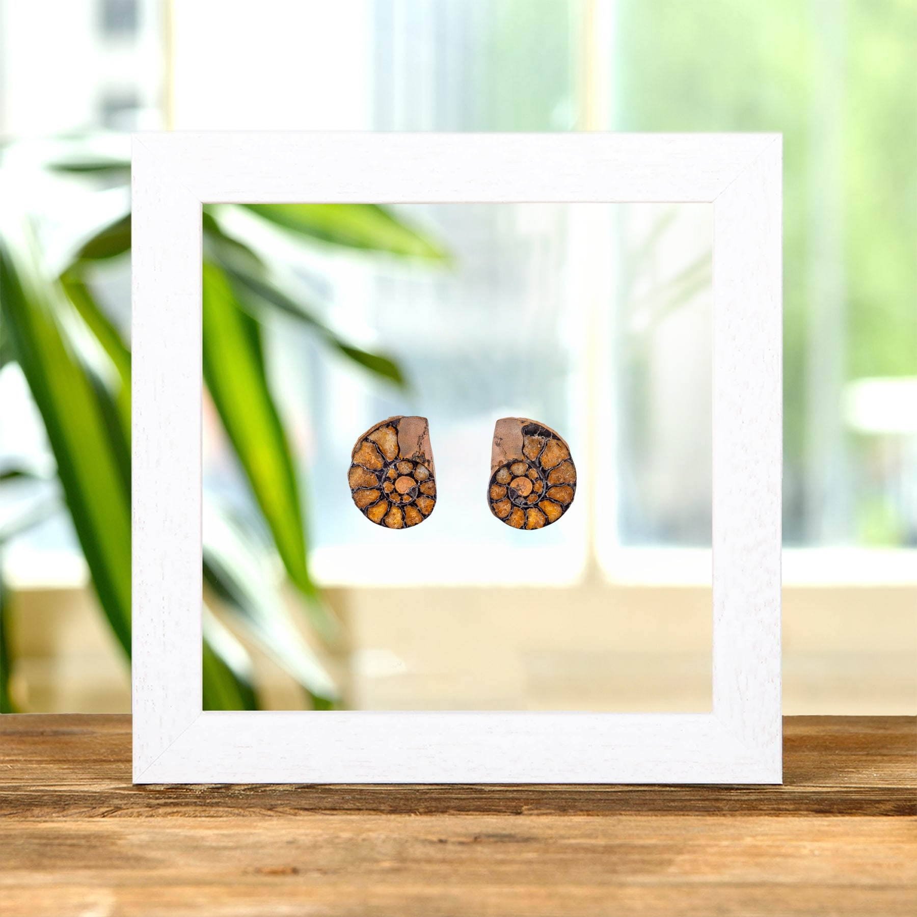 Small Hematite Ammonite Pair In Clear Glass Frame (Cleoniceras sp)