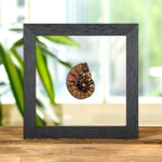 Minibeast Hematite Ammonite In Clear Glass Frame (Cleoniceras sp)