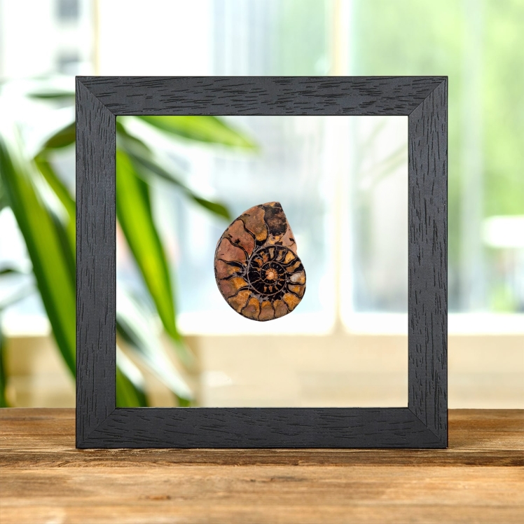 Hematite Ammonite In Clear Glass Frame (Cleoniceras sp)
