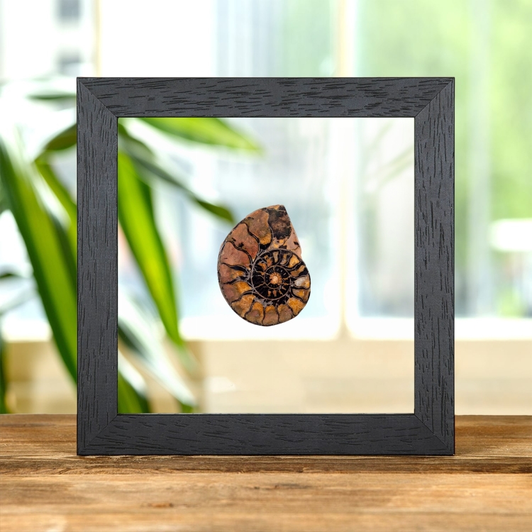 Hematite Ammonite In Clear Glass Frame (Cleoniceras sp)