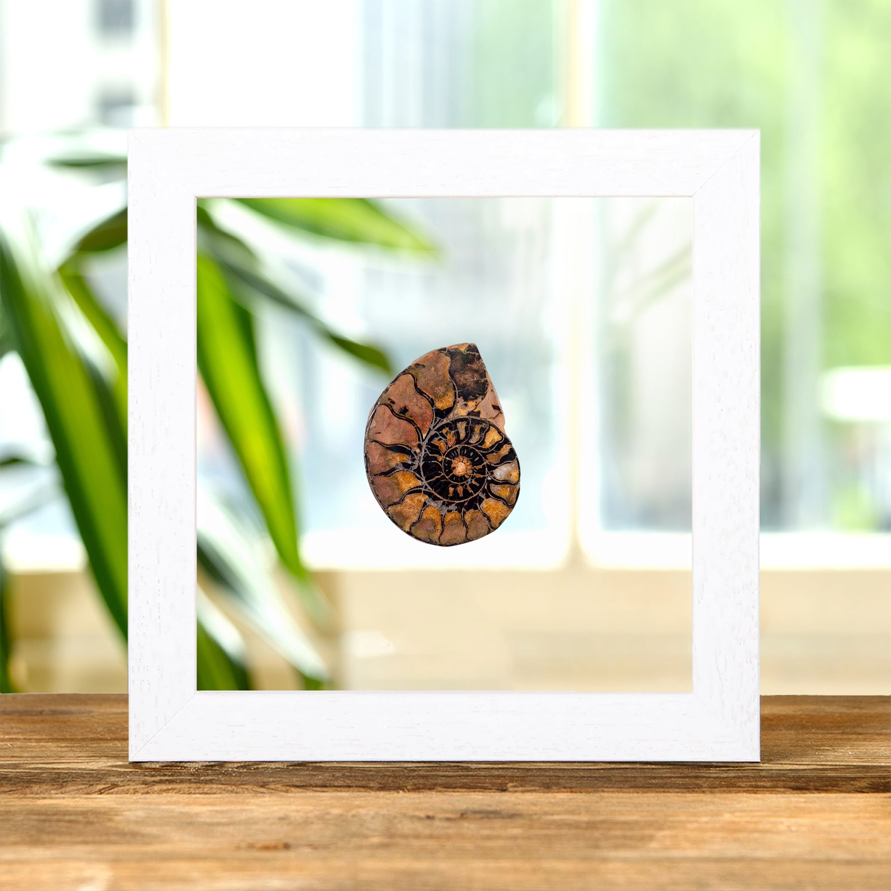 Hematite Ammonite In Clear Glass Frame (Cleoniceras sp)