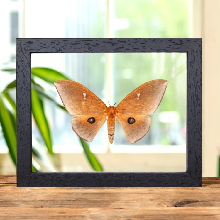 Giant Silkmoth In Clear Glass Frame (Pseudobunaea alinda)
