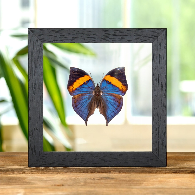 Peninsular Malaya Leaf Butterfly In Clear Glass Frame (Kallima limborgii)