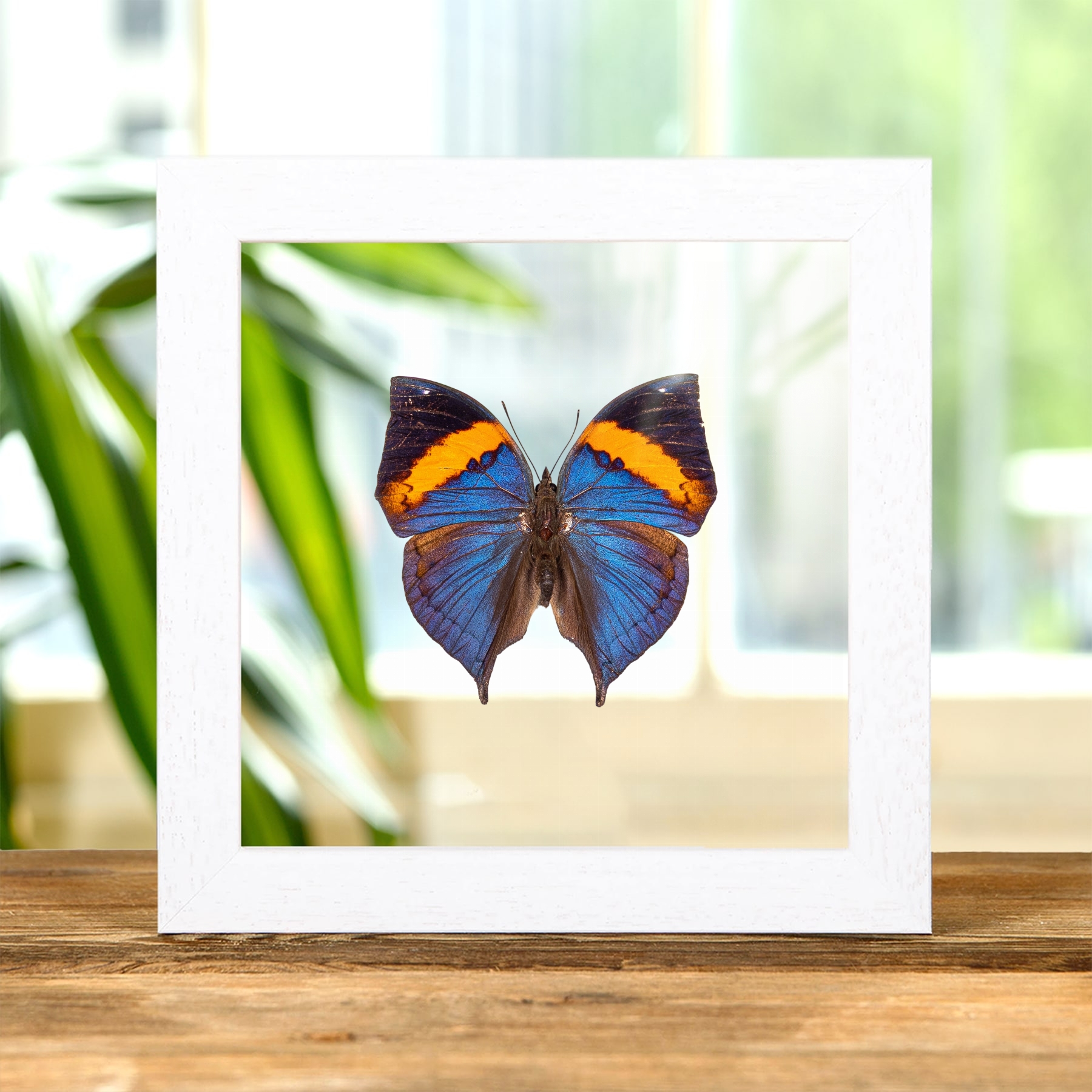 Peninsular Malaya Leaf Butterfly In Clear Glass Frame (Kallima limborgii)