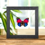 Minibeast Claudina Agrias Butterfly In Clear Glass Frame (Agrias sardanapulis)