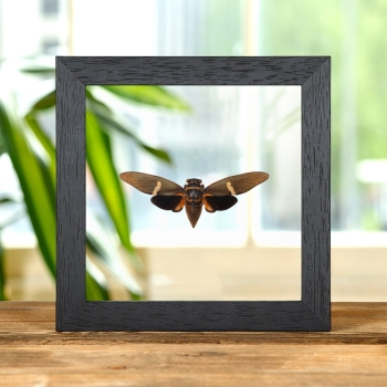 Tosena melanoptera Cicada In Clear Glass Frame From Asia