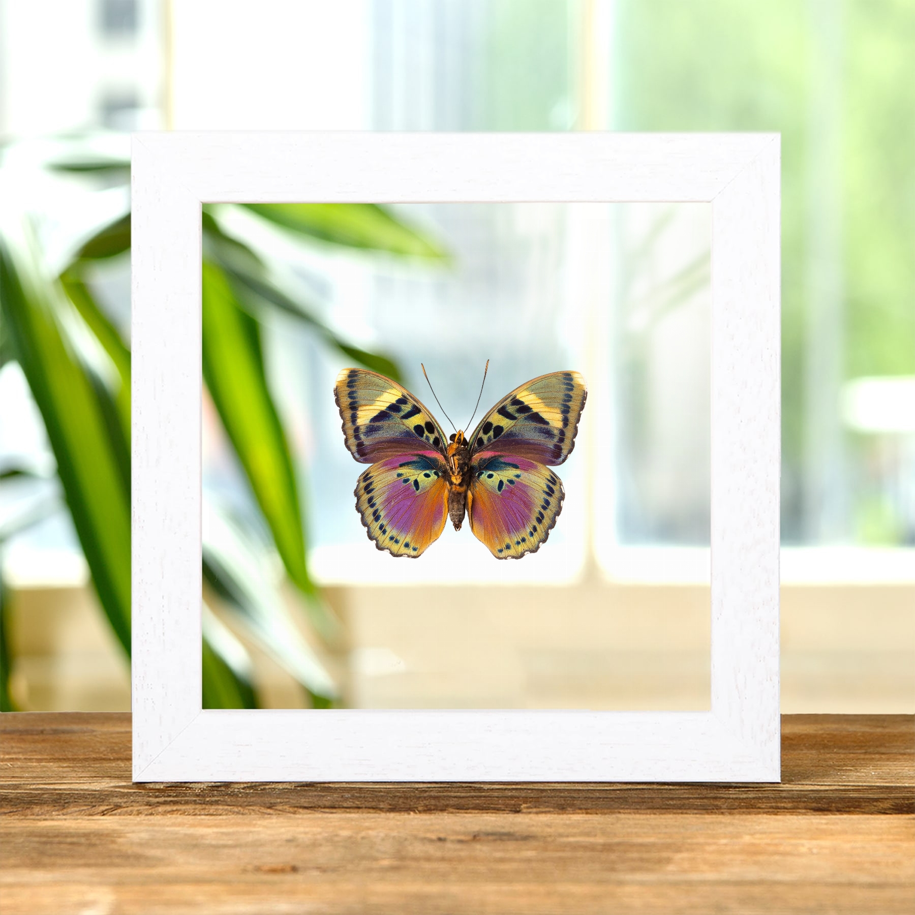 Minibeast Rosa Forstschmetterling im Transparenten Glasrahmen (Euphedras xypete)