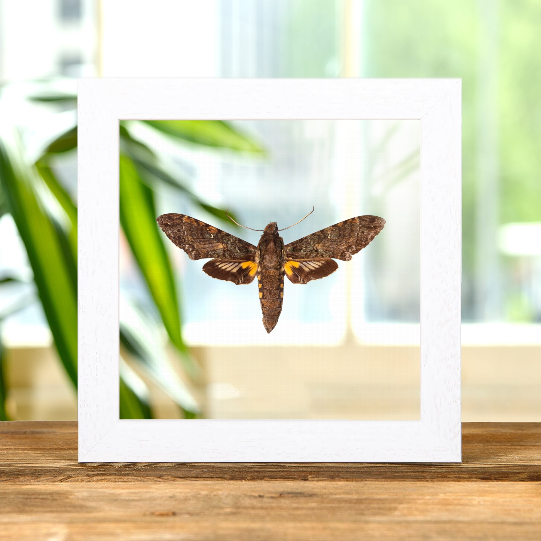 Duponchel's Sphinx Moth In Clear Glass Frame (Amphonyx duponchel) Duponchel's Sphinx Moth In Clear Glass Frame (Amphonyx duponchel)