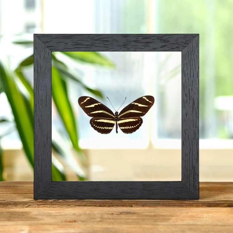 The Zebra Heliconian Butterfly In Clear Glass Frame (Heliconius charithonia tuckeri)