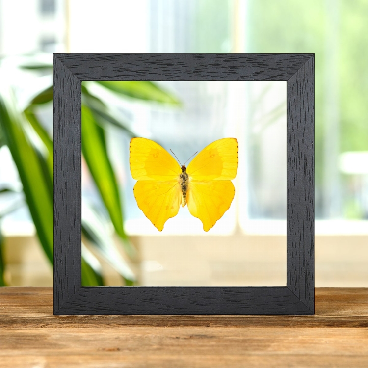 The Tailed Sulphur Butterfly In Clear Glass Frame (Phoebis rurina)