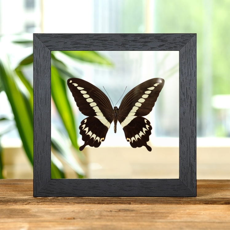 Cream Banded Swallowtail Butterfly In Clear Glass Frame (Papilio gigon)