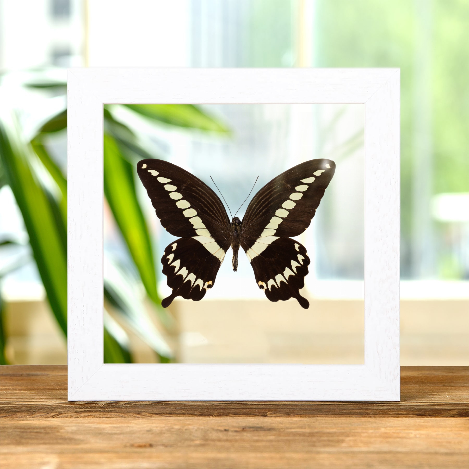 Cream Banded Swallowtail Butterfly In Clear Glass Frame (Papilio gigon)
